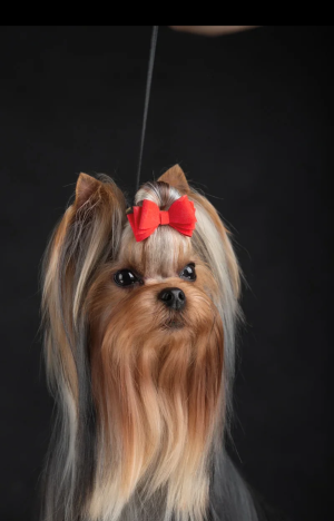 KISS OF STYLE KISS OF STYLE NUMBER ONE — Labaza DogPedigree YorkshireTerrier